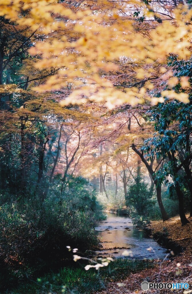 糺の森 ⑦