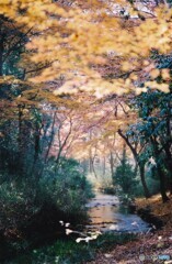 糺の森 ⑦