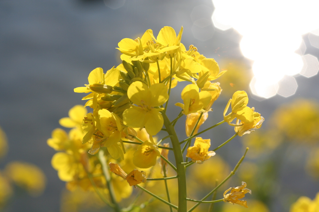 2006年3月4日・河津川の菜花-③ 