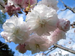 町内の散歩と写真撮影くらいはさせてよ！⑨