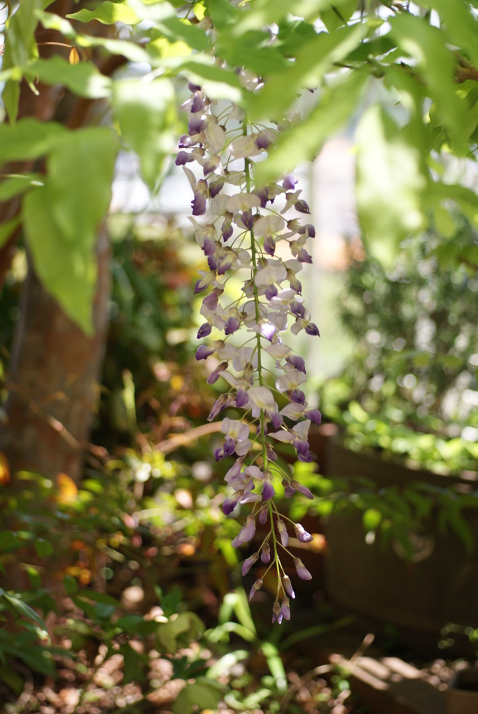 お庭でPHOTO・2012-②