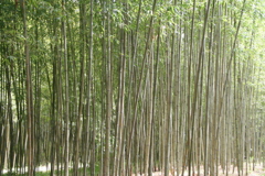 竹の里・富士竹類植物公園-⑧
