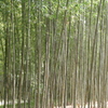 竹の里・富士竹類植物公園-⑧