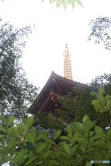 高畑不動尊（五枚組）-⑤
