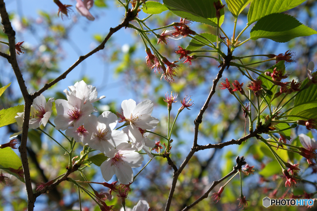 花は咲けども