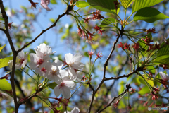花は咲けども