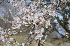 主役はこっちよ！-➁ 