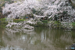 三嶋大社へ雨中の参拝　⑨