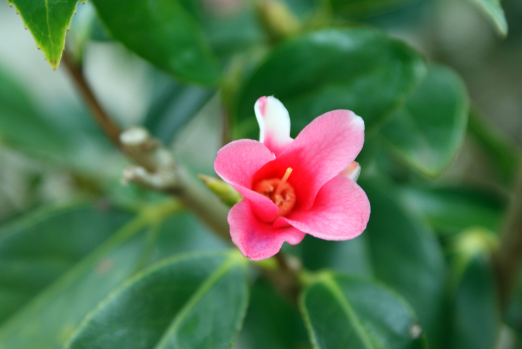 胡蝶侘助花盛り