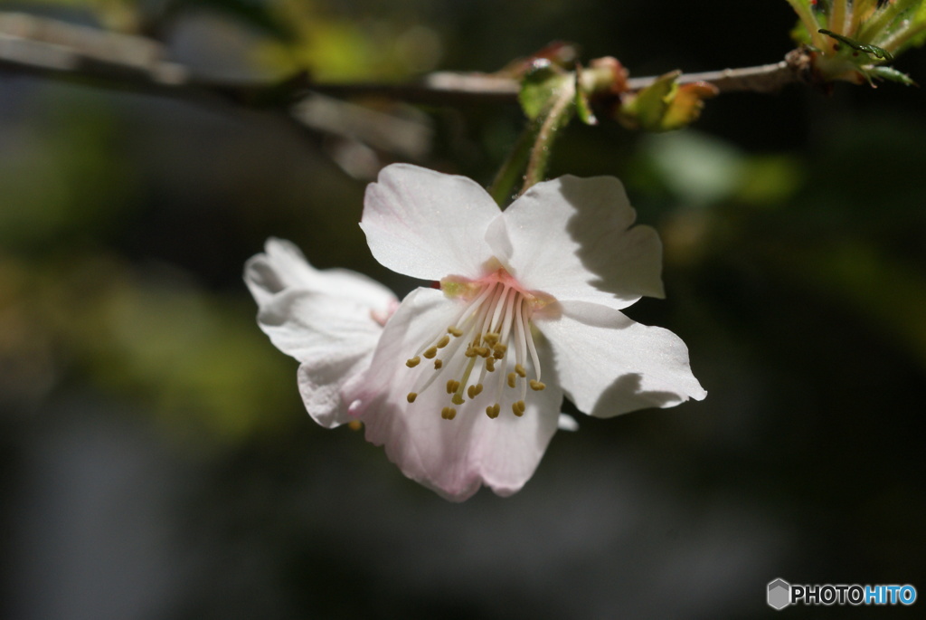 SONY α300で庭の植物を撮る ⑥