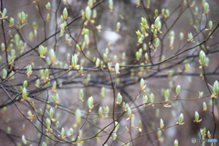 クロモジの芽吹き-➀