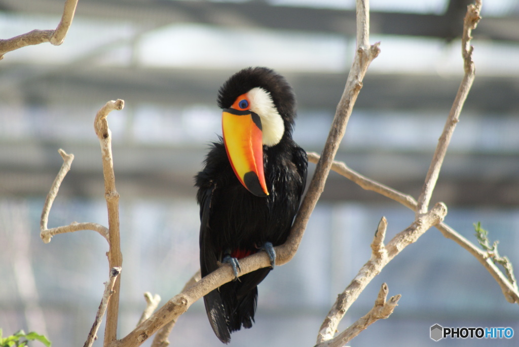 鳥類　その１　⑥