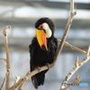鳥類　その１　⑥