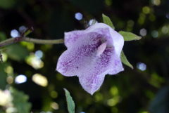 フェアリーに祝福されて降誕-⑦