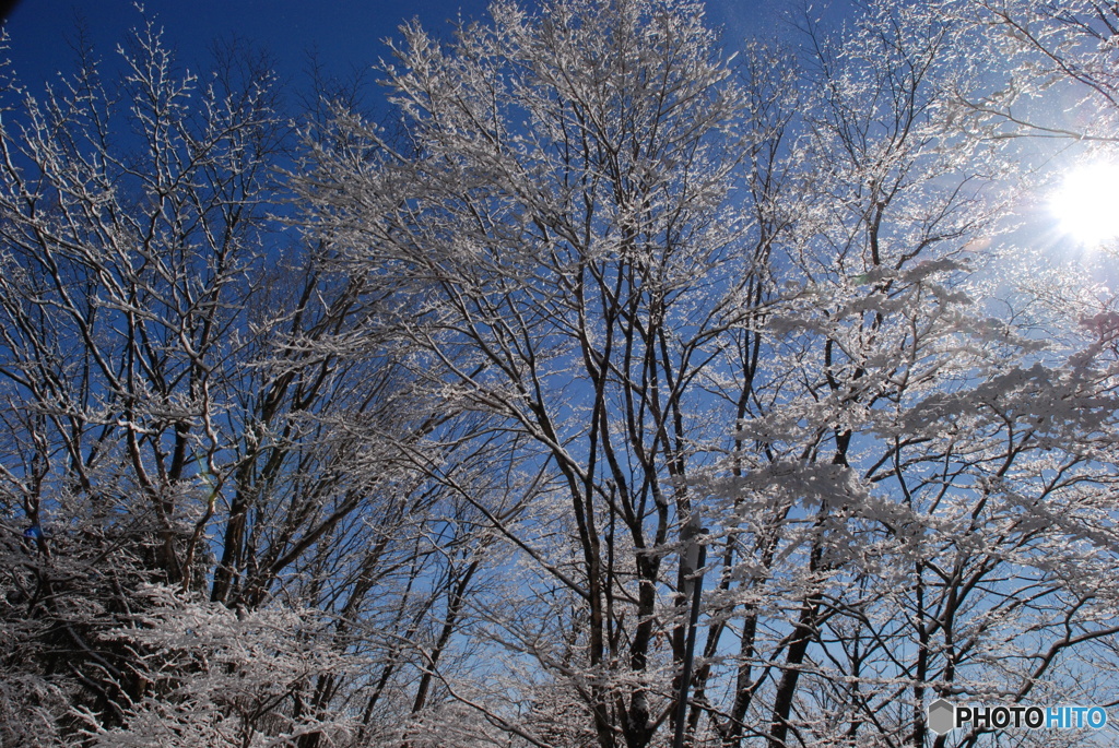 雪の翌朝(4)