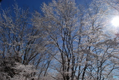 雪の翌朝(4)