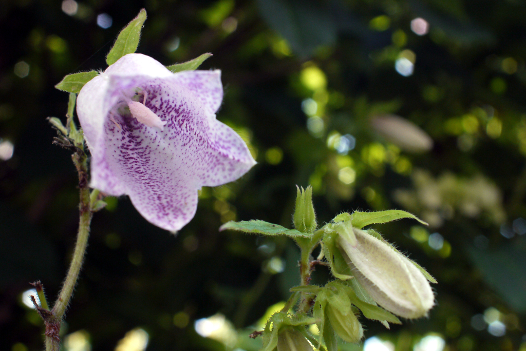 フェアリーに祝福されて降誕-①