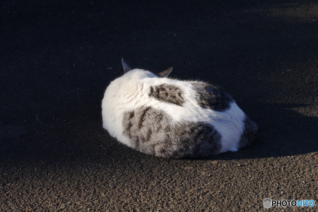 落とし物の毛皮？