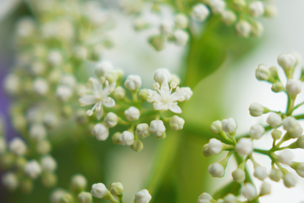 夢想と現実の紫陽花-⑦