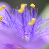 紫露草の雄蕊（ムラサキツユクサのおしべ）-⑤