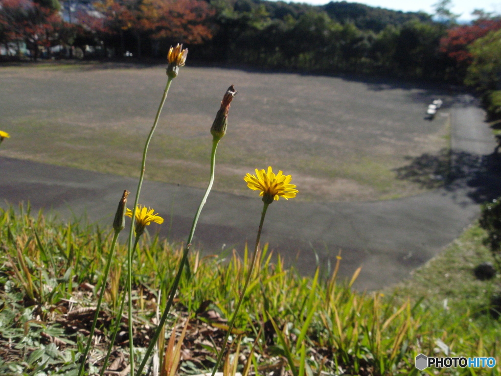お花がいっぱい！ 200429-⑦