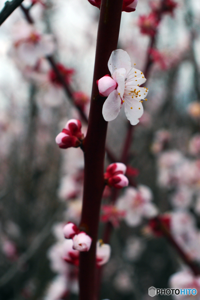 （惜別）MC Pentacon Praktical 28mm F=2.8-③