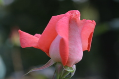 静岡県富士市・広見公園の秋薔薇-④