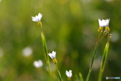 2013年5月の花の公園-➁