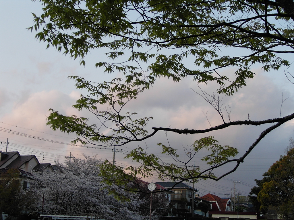 2020年4月4日の町内ウオーキング ①