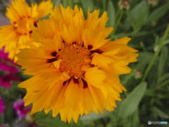 お花がいっぱい！ 200427-⑧