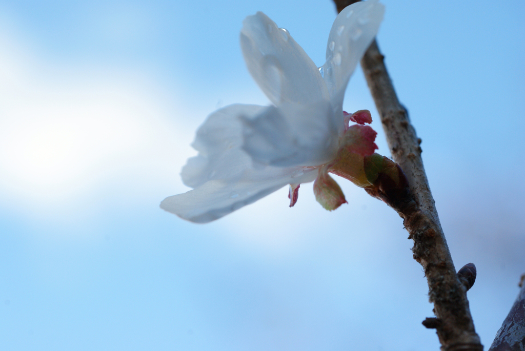 雨上がり冬桜