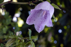 フェアリーに祝福されて降誕-⑤