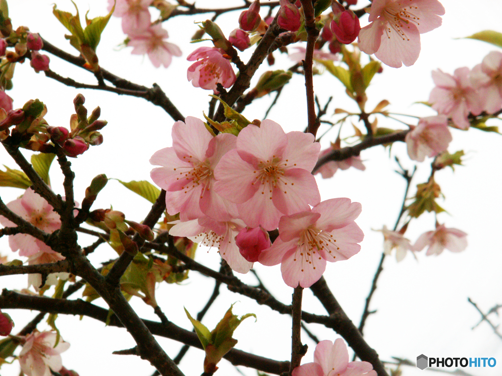 桜の里2020⑧