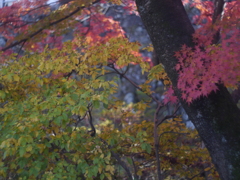 小諸・懐古園の紅葉2018年-③