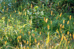 こがね色に輝く湖畔-①