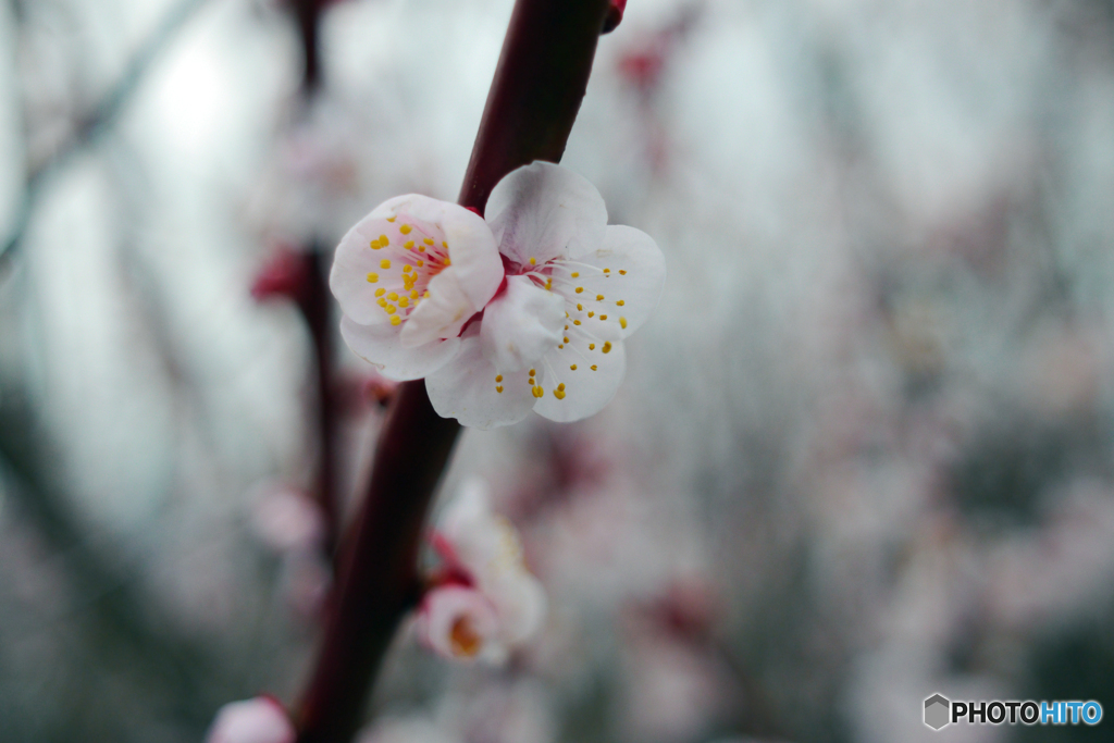 （惜別）MC Pentacon Praktical 28mm F=2.8-➃