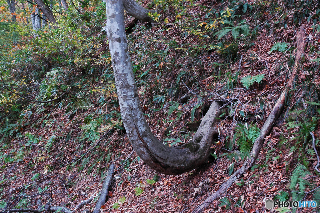 谷川岳・一の倉沢・紅葉②