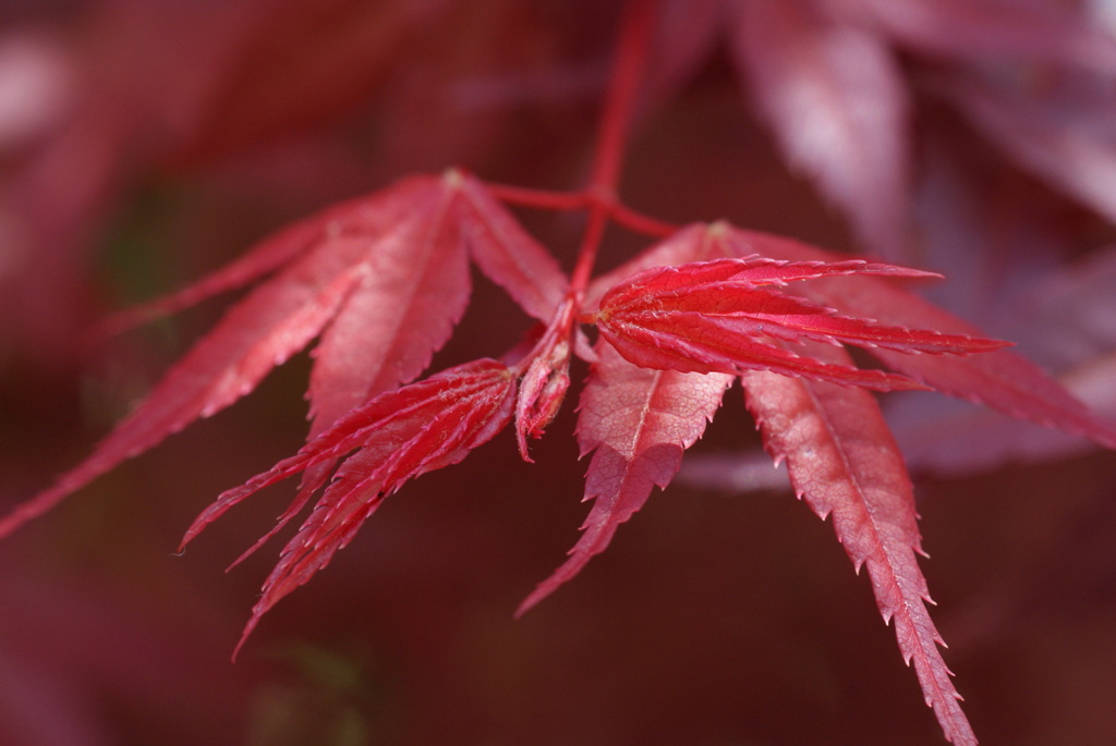 お庭でPHOTO・2012-⑩
