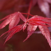 お庭でPHOTO・2012-⑩