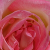 Princesse de Monaco-➃
