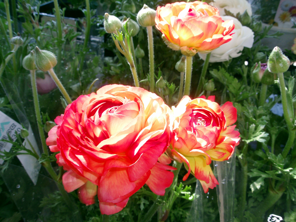 お花がいっぱい！ 200505-➂