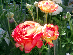お花がいっぱい！ 200505-➂