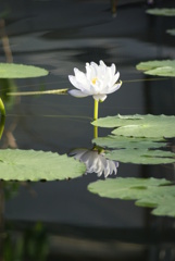 Water Lily ⑥