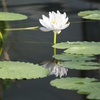 Water Lily ⑥