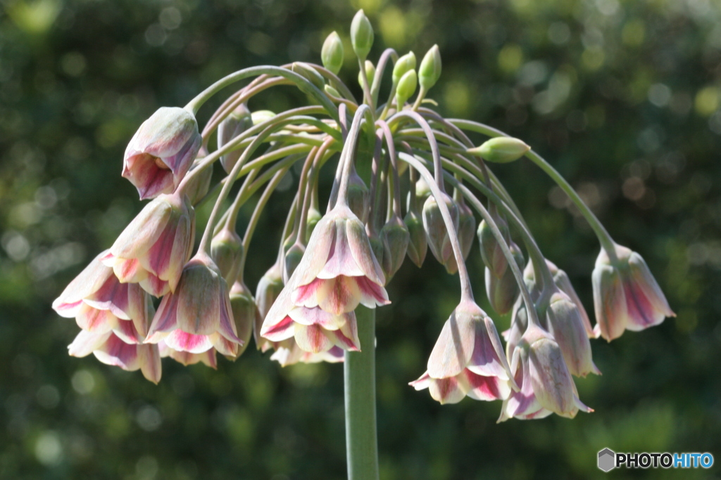 君の名はと　たずねし人あり  その花の　名も知らず‐①