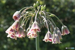 君の名はと　たずねし人あり  その花の　名も知らず‐①