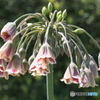 君の名はと　たずねし人あり  その花の　名も知らず‐①