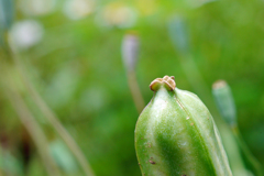 今日のお散歩の友は 200520補遺-➀