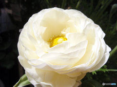 お花がいっぱい！ 200427-③