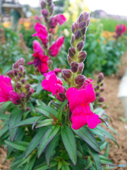 町内の花の公園にて③